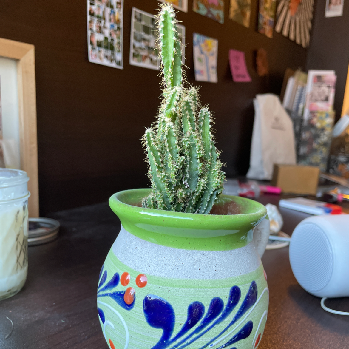 Eve's Needle Cactus in a decorative pot with a background of various objects.
