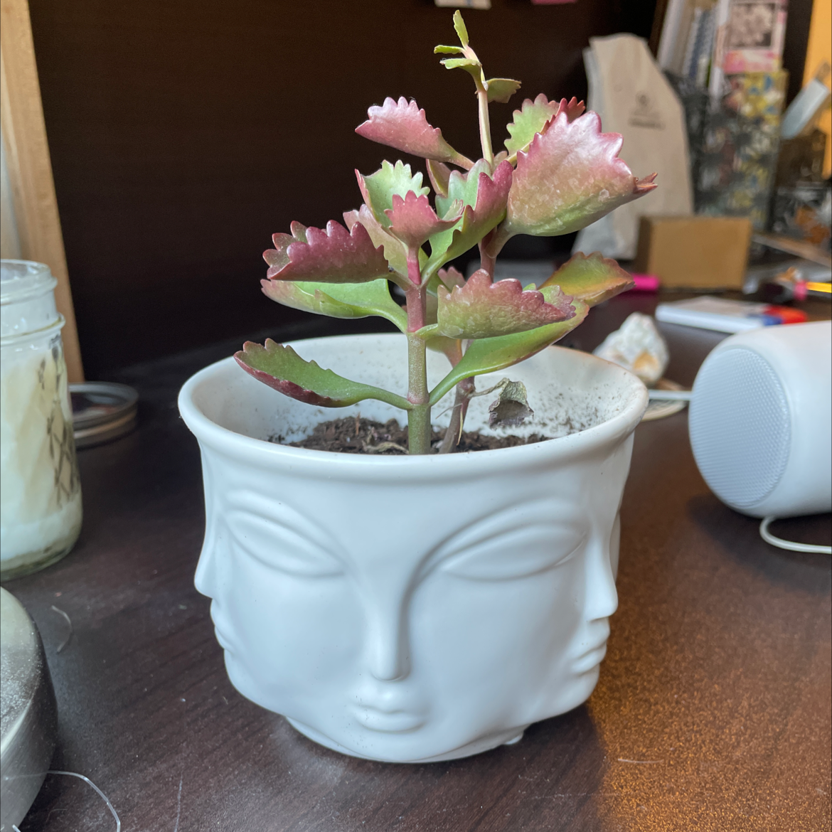 Lavender Scallops plant in a decorative pot with face design, showing some leaf discoloration.