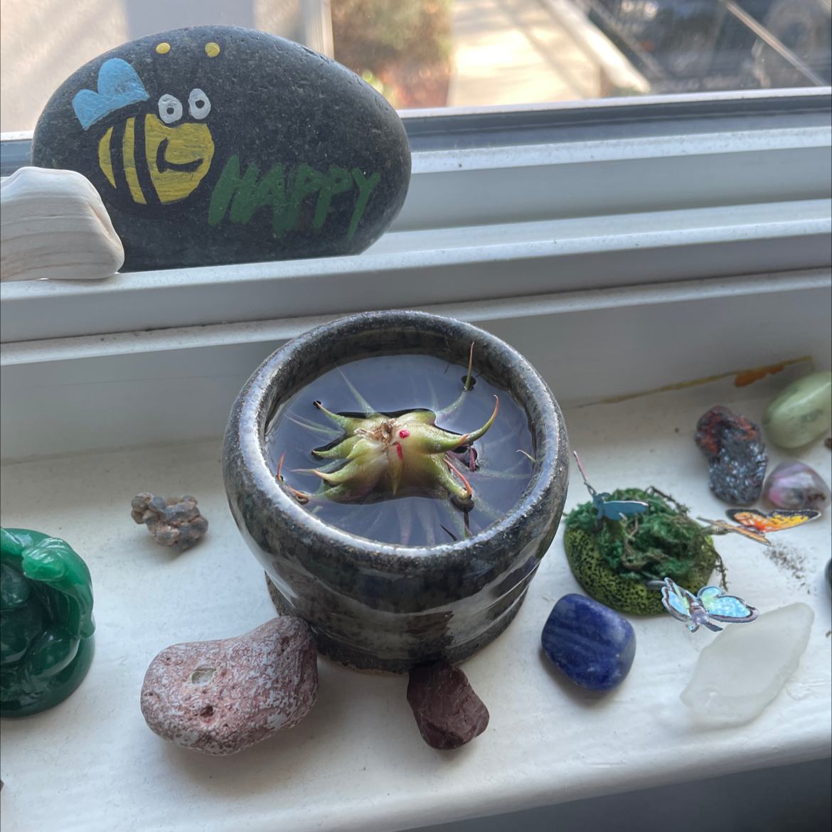 Fishbone Air Plant in a small container on a windowsill surrounded by decorative stones.
