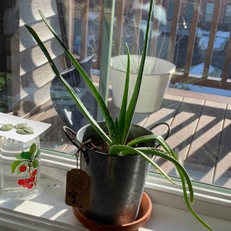 Aloe Vera plant in Wallingford, Connecticut