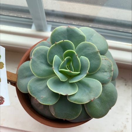 Photo of the plant species Echeveria 'Love's Light' by @bananba named Chica Baja on Greg, the plant care app