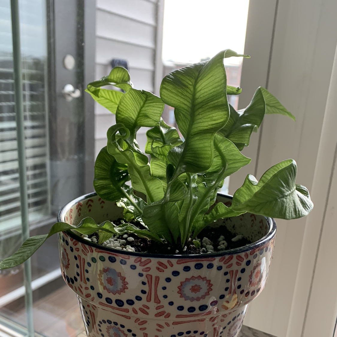 Photo of the plant species Japanese Bird's Nest Fern by @bananba named Yuki on Greg, the plant care app