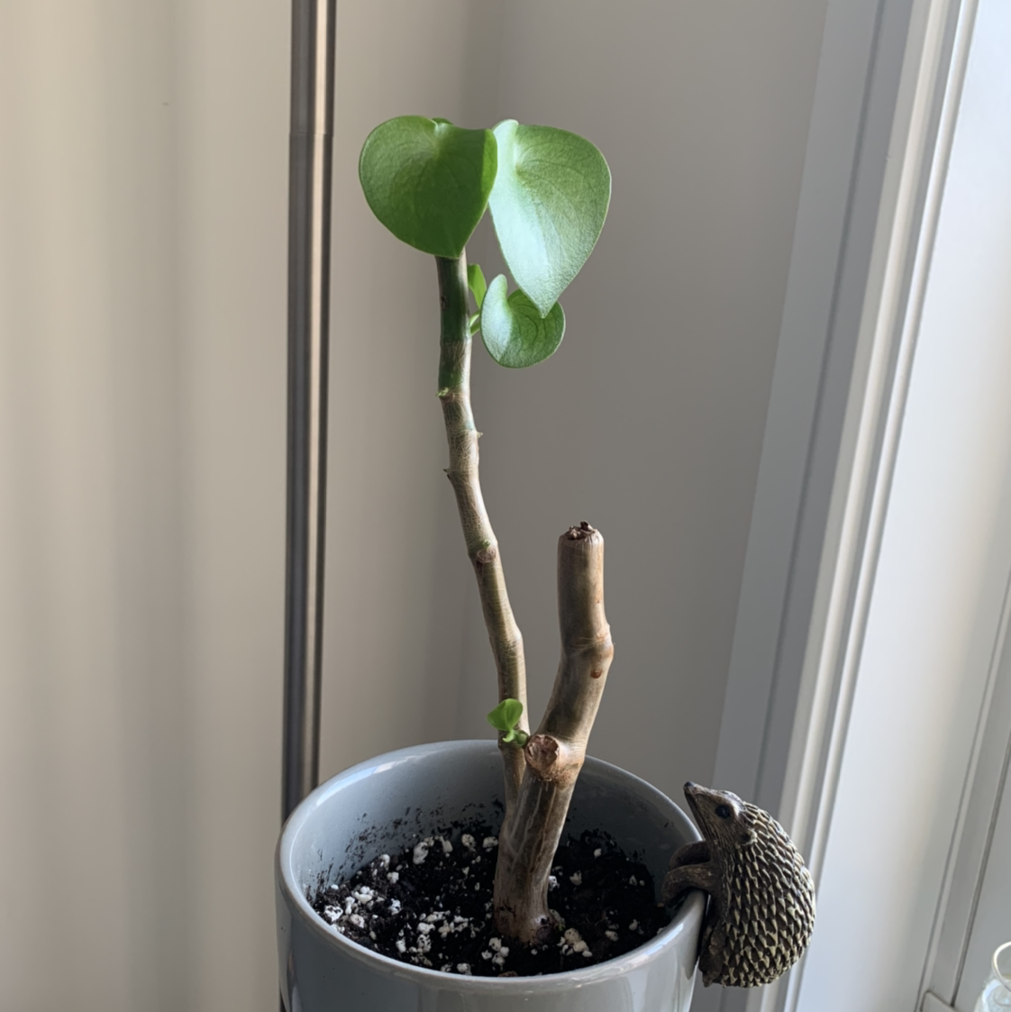 Raindrop Peperomia plant with minimal foliage in a pot, soil visible.