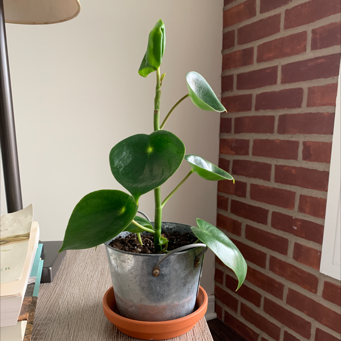 Photo of the plant species Raindrop Peperomia by @bananba named Peppa Jr. on Greg, the plant care app