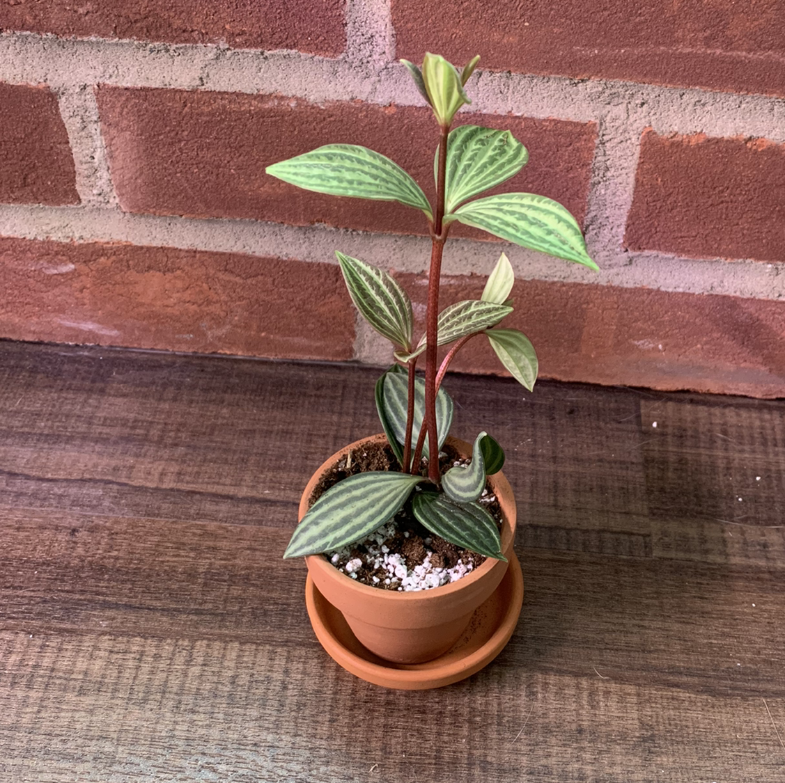Parallel peperomia plant in a terracotta pot on a wooden surface with a brick wall background.