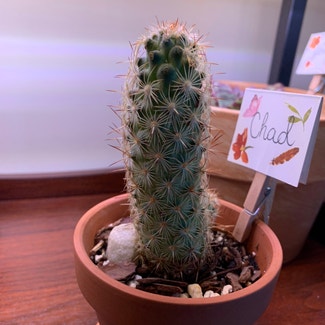 Lady Finger Cactus plant in Wallingford, Connecticut