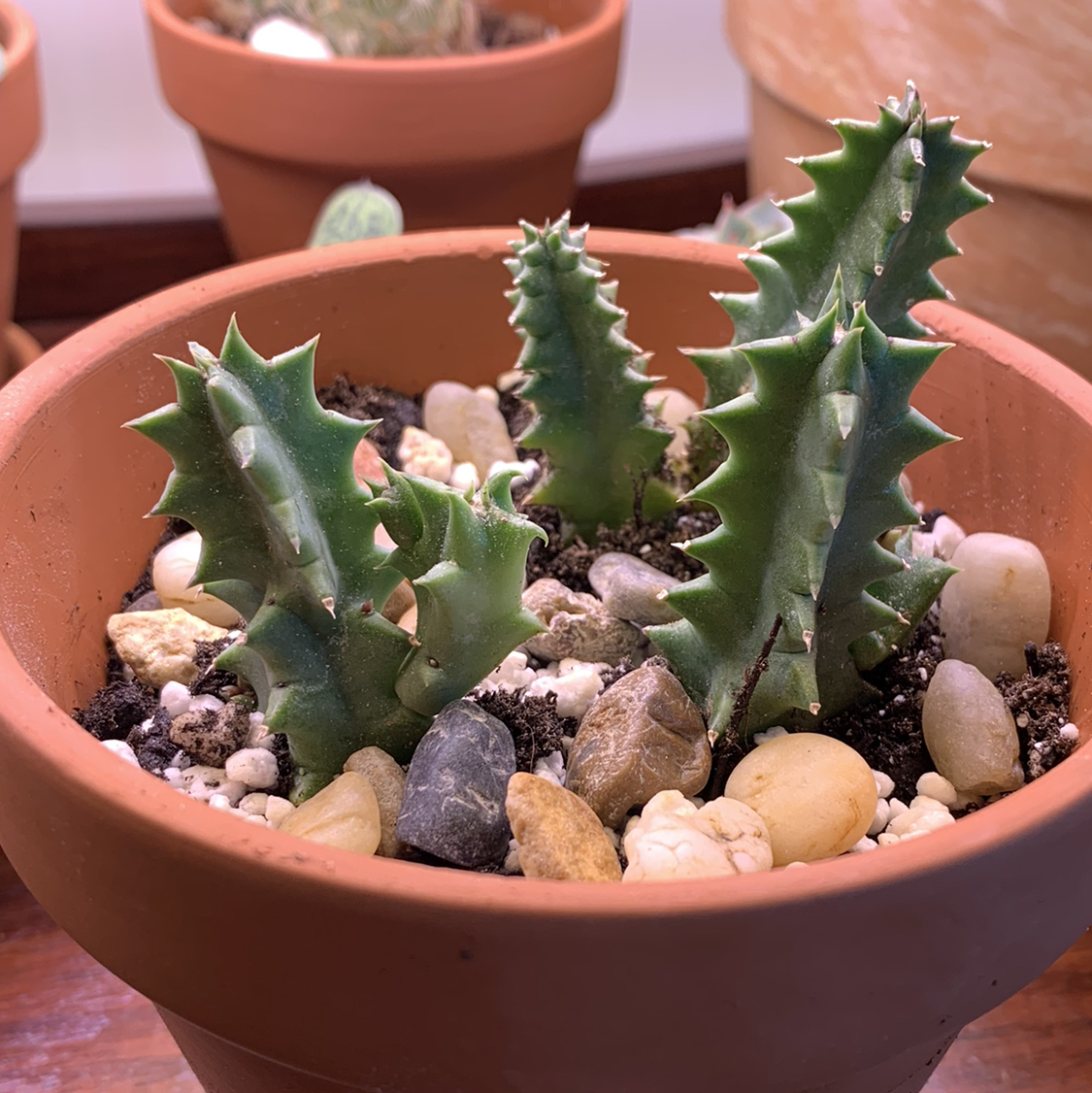 Lifesaver Cactus in a terracotta pot with rocky soil, healthy green stems.