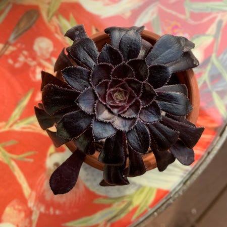 Photo of the plant species Black rose by @bananba named Agatha on Greg, the plant care app