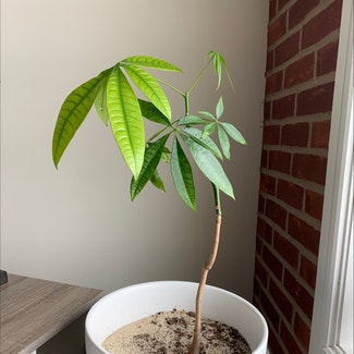 Money Tree plant in Wallingford, Connecticut