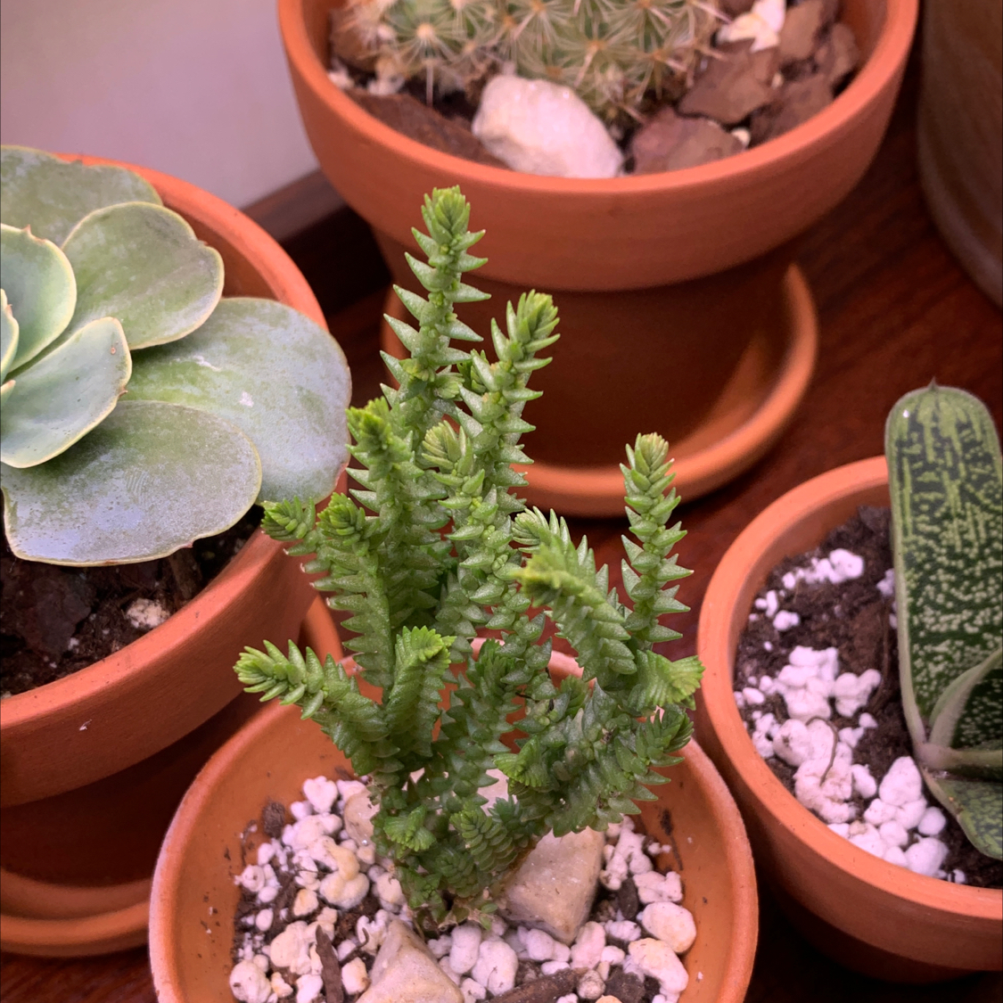 Rattail Crassula plant in a small pot, surrounded by other potted succulents.