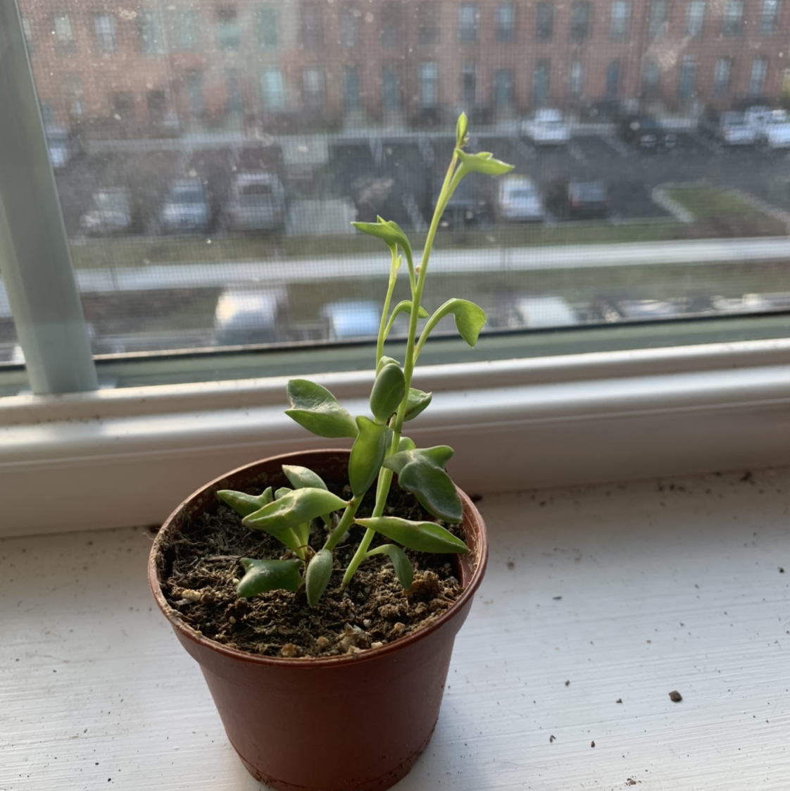 String of Dolphins plant in a small pot on a windowsill.