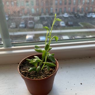 String of Dolphins plant in Wallingford, Connecticut