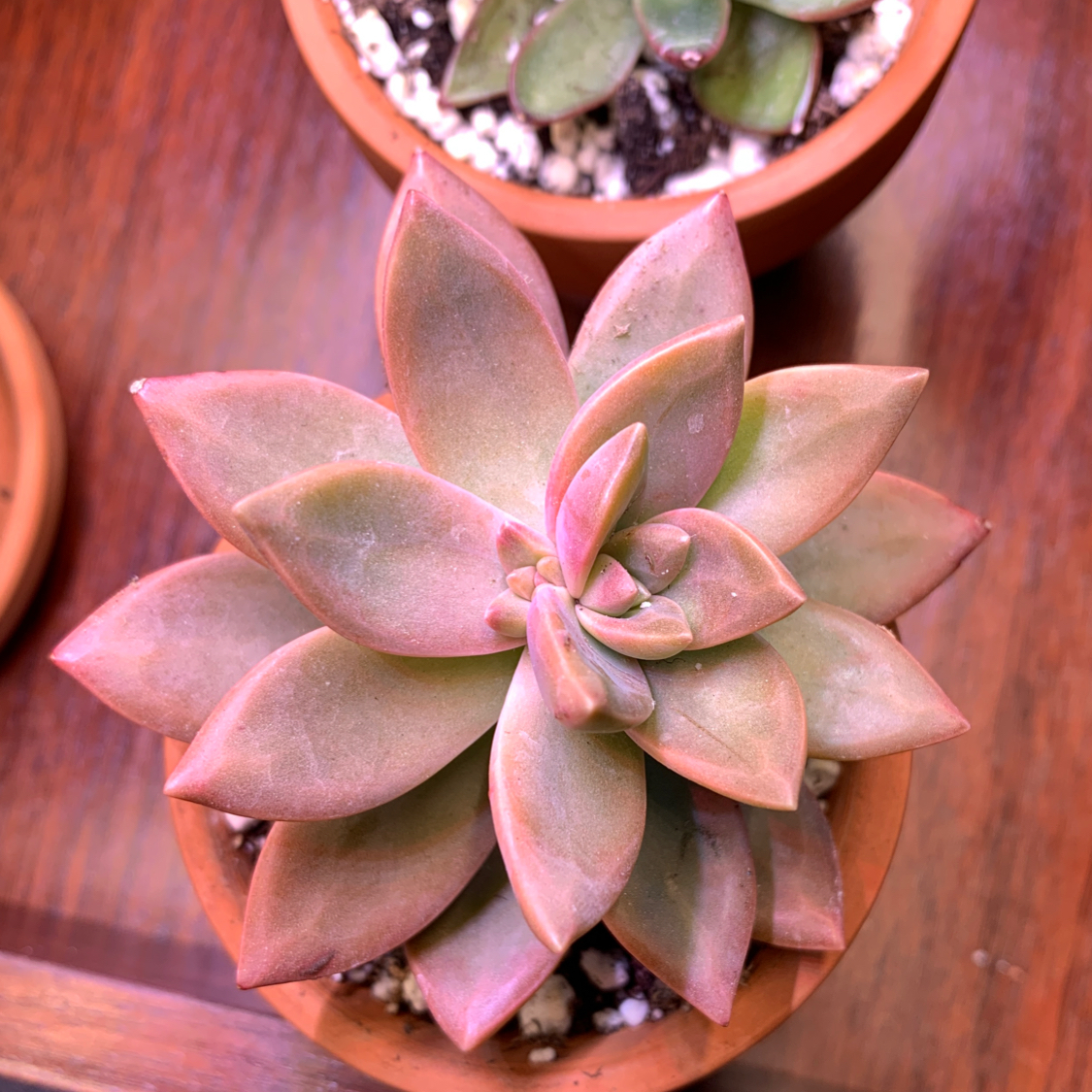 Graptosedum 'California Sunset' succulent in a terracotta pot, healthy and well-framed.