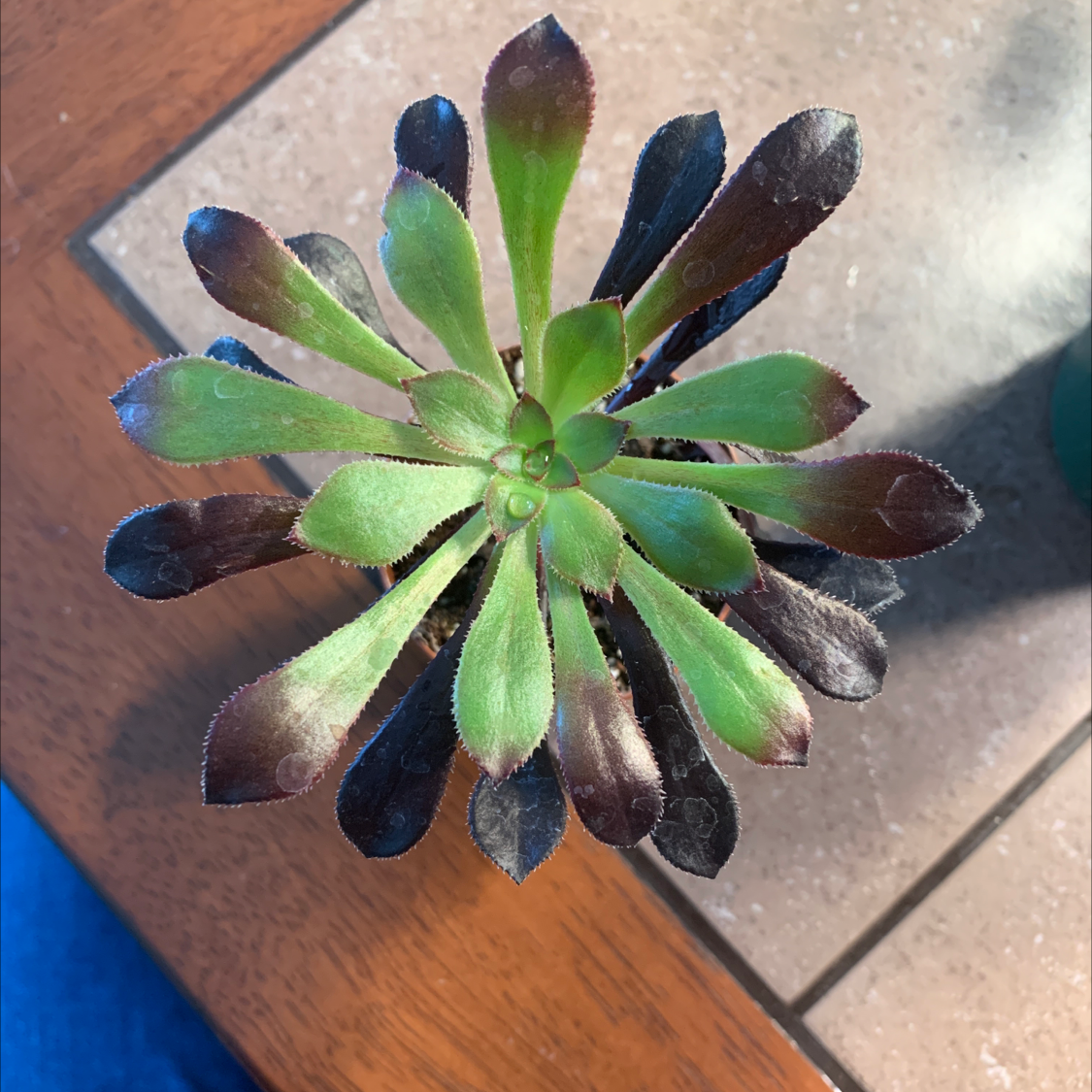 Plant care for Cathedral Bells on Greg, the plant care app