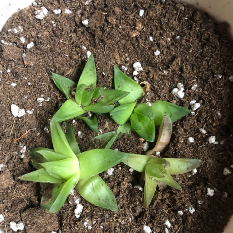 Small succulent plant with green leaves in soil.