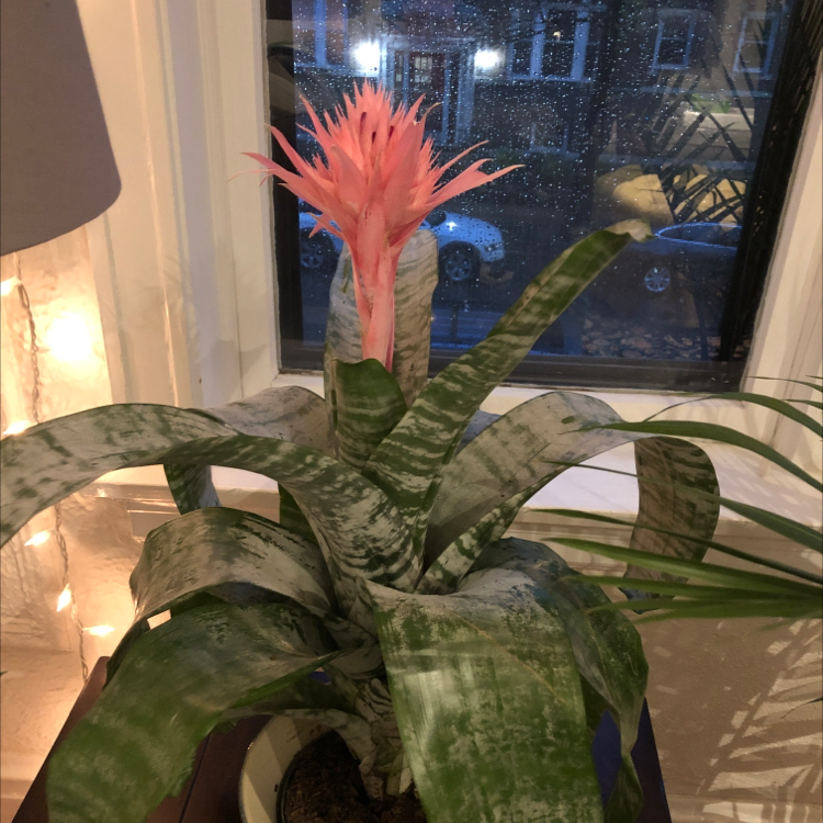 Urn Plant with a pink flower indoors near a window.