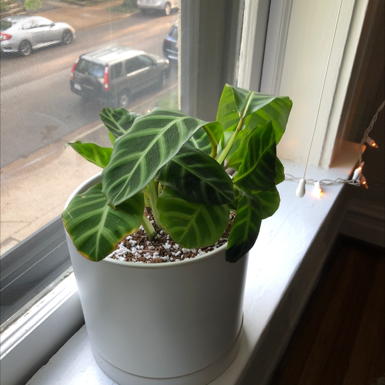 Potted Zebra Calathea plant on a windowsill with vibrant green striped leaves.