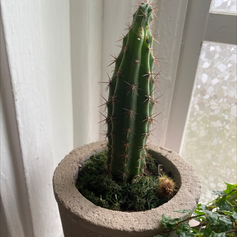 Pleated Cereus cactus in a pot near a window, appears healthy.