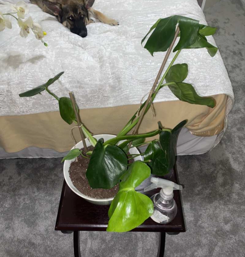 Monstera plant photo by @elephantplantlover30 named Denny on Greg, the plant care app.