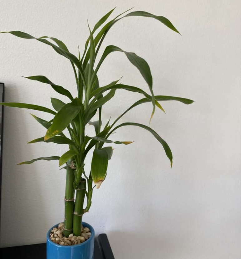 Lucky Bamboo plant photo by @elephantplantlover30 named Bambi on Greg, the plant care app.