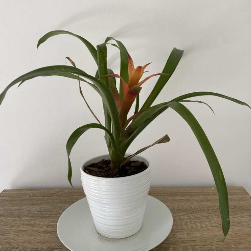 Droophead Tufted Airplant plant photo by @elephantplantlover30 named Genny on Greg, the plant care app.