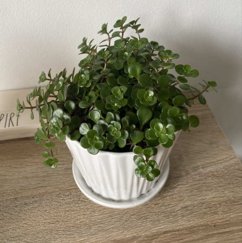Two-Row Stonecrop plant photo by @elephantplantlover30 named KiKi on Greg, the plant care app.