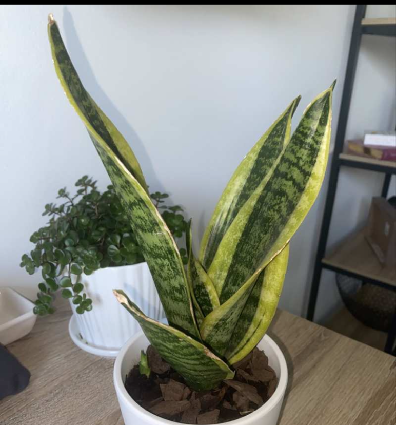 Snake Plant plant photo by @elephantplantlover30 named Georgina on Greg, the plant care app.