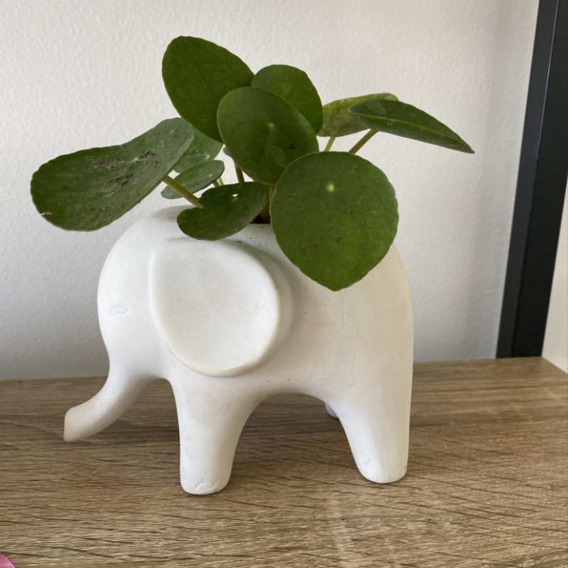 Chinese Money Plant plant photo by @elephantplantlover30 named Jorge on Greg, the plant care app.