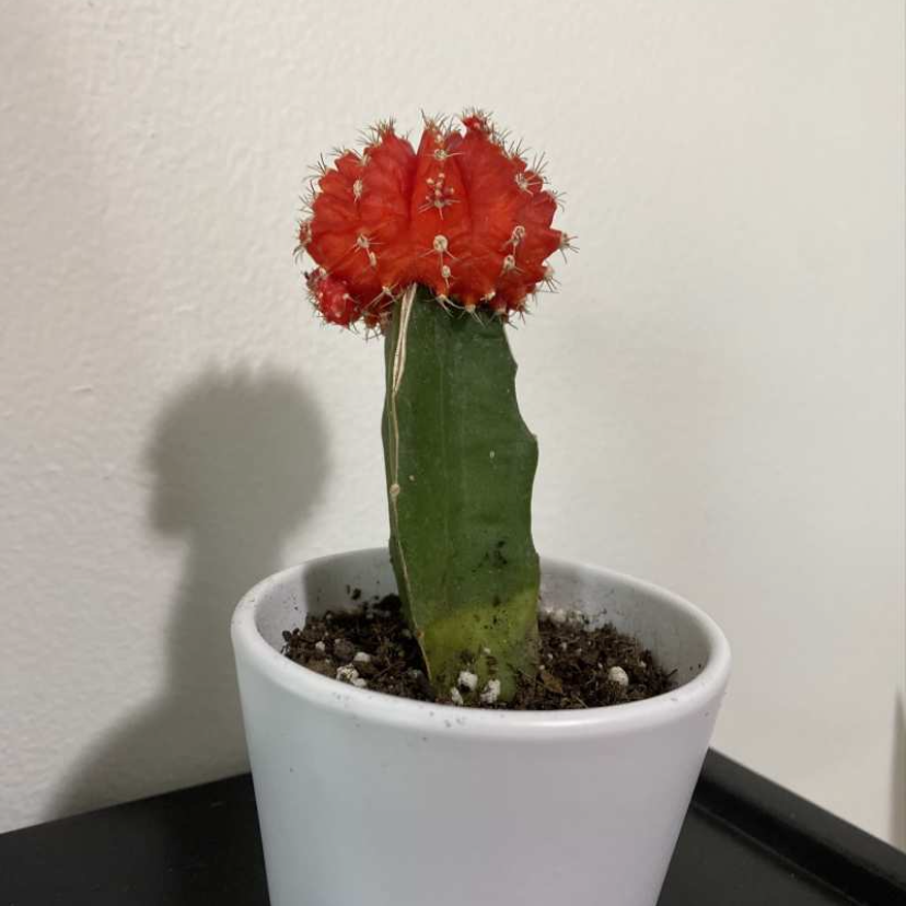 Moon Cactus plant photo by @elephantplantlover30 named Theresa on Greg, the plant care app.
