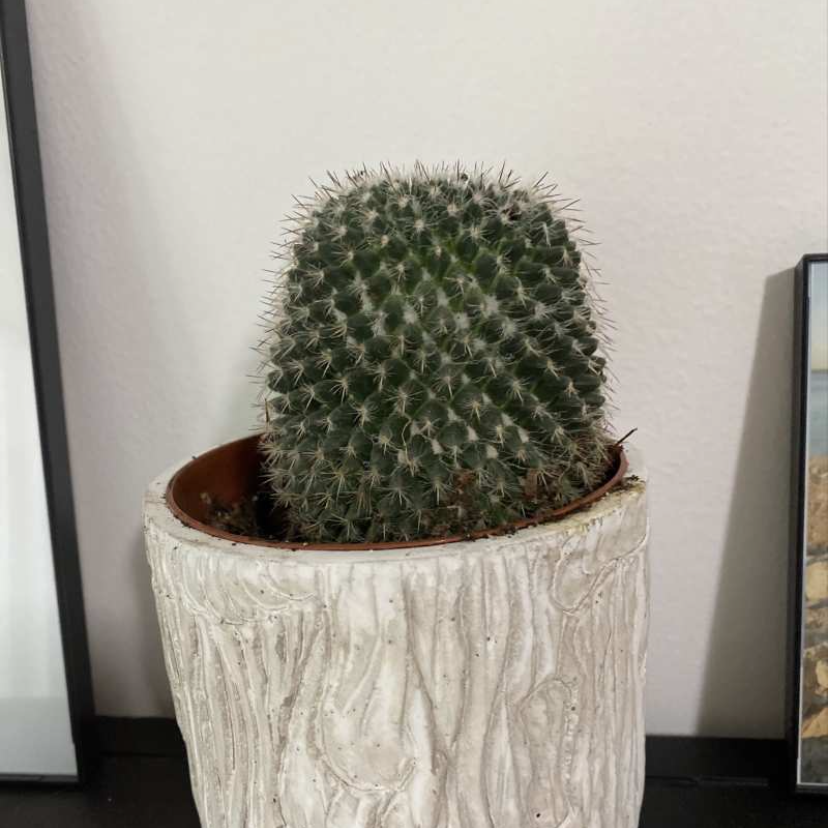 Hooked Cactus plant photo by @elephantplantlover30 named Alfred on Greg, the plant care app.