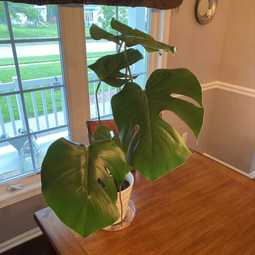 Monstera plant photo by @elephantplantlover30 named Carrol on Greg, the plant care app.