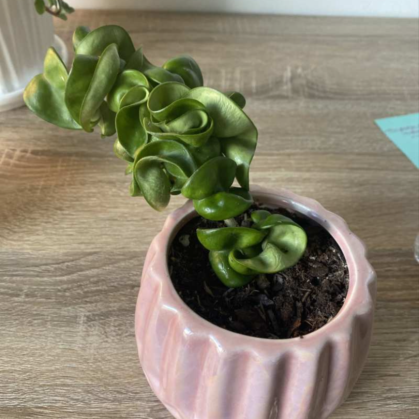 Hoya carnosa 'Compacta' plant photo by @elephantplantlover30 named Karen on Greg, the plant care app.