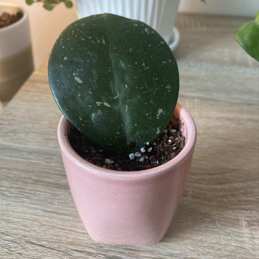 Hoya obovata plant photo by @elephantplantlover30 named Splash on Greg, the plant care app.