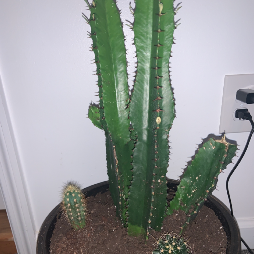 Photo of the plant species African Milk Tree by @emmariejw named Sydney, Brittany & Stefanie on Greg, the plant care app