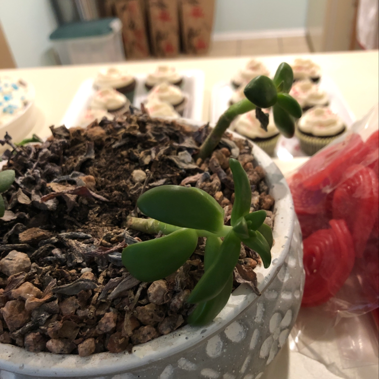 Potted Bear's Paw plant with healthy green leaves and visible soil.