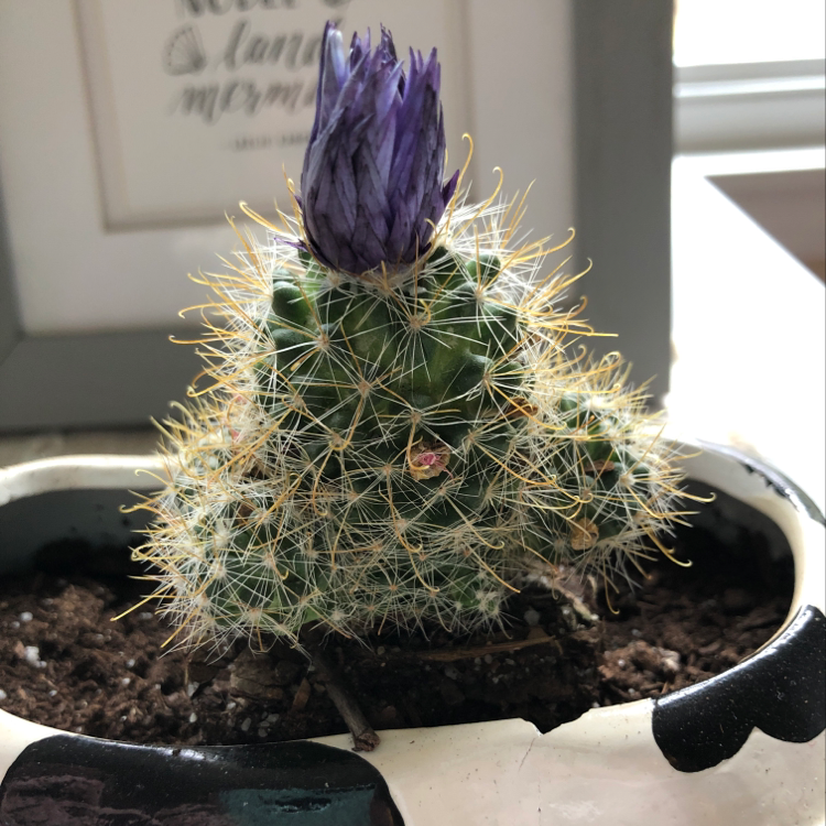 Healthy Simpson Hedgehog Cactus in bloom with purple flower, long dense spines, in black pot with sandy soil.