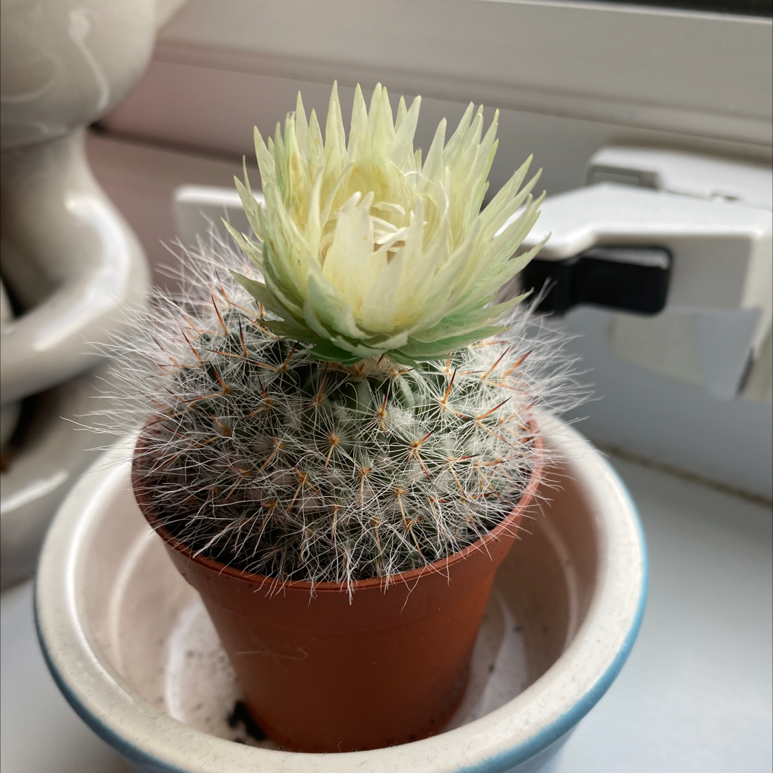 Twin Spined Cactus in a pot with a prominent flower at the top.