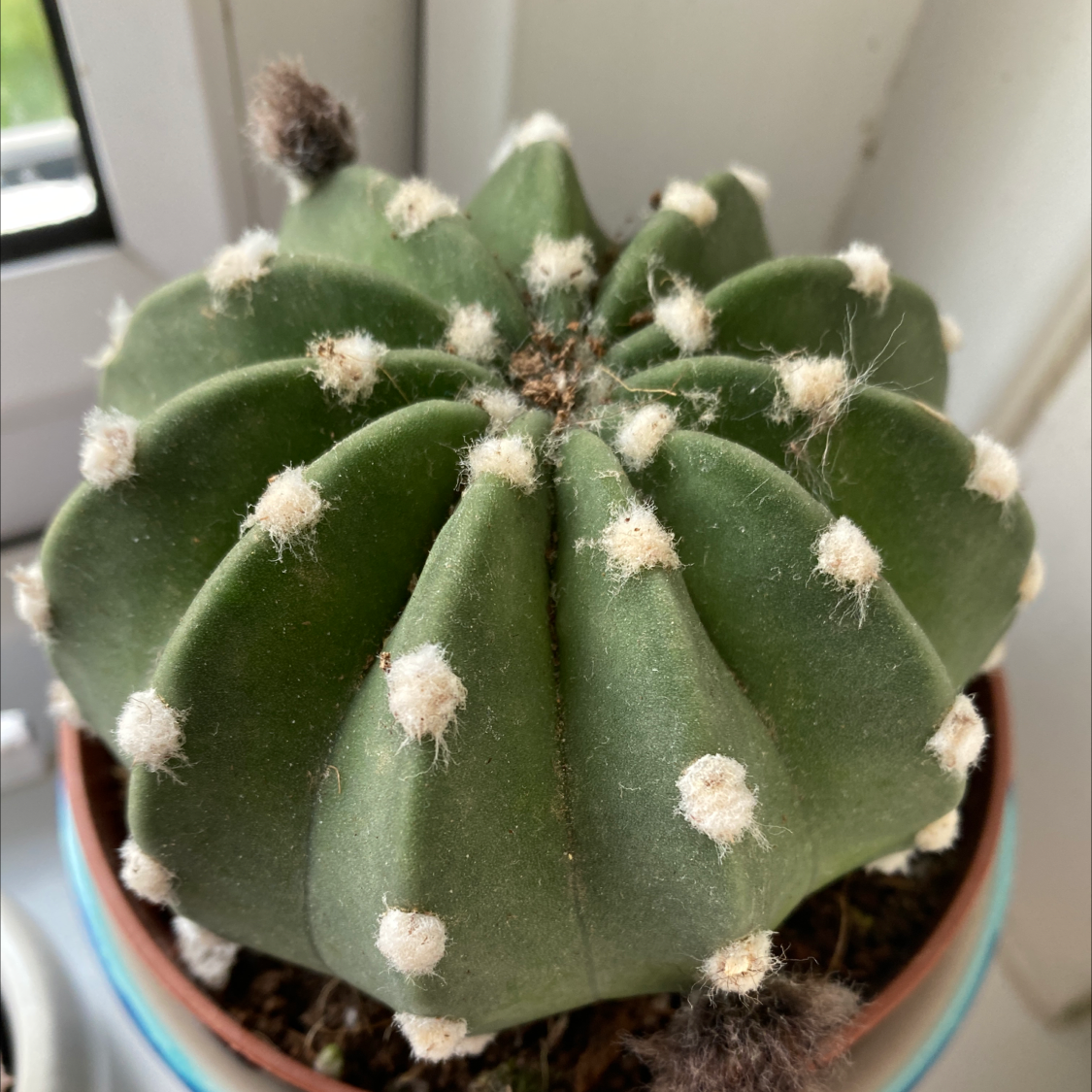 Bishop's Cap Cactus with green color and white areoles in a pot.