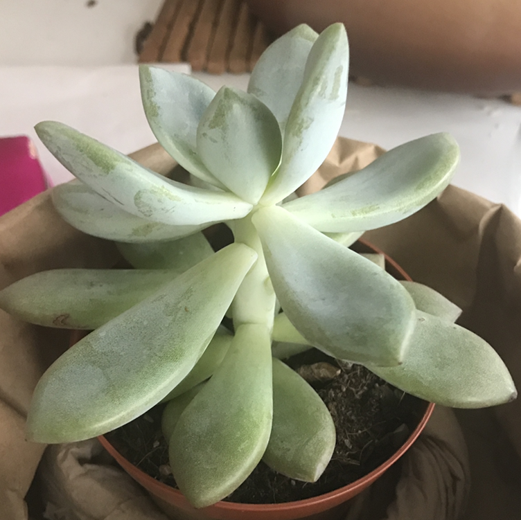 Photo of the plant species Pachyveria 'Powder Puff' by @Dreamyasgardian named Keanu Leaves on Greg, the plant care app