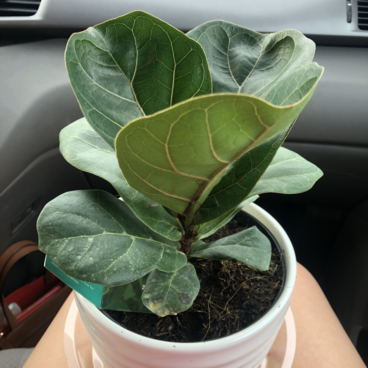 Dwarf Fiddle Leaf Fig plant in a white pot with mostly healthy leaves.
