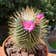 Calculate water needs of Spiny pincushion cactus