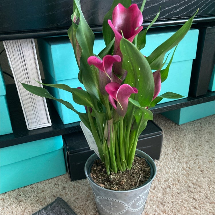 Why Are My Calla Lily Leaves Droopy? 💧