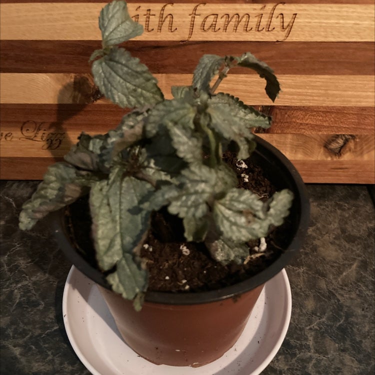 Photo of the plant species Friendship Plant by @PamelaD1976 named Bonham on Greg, the plant care app