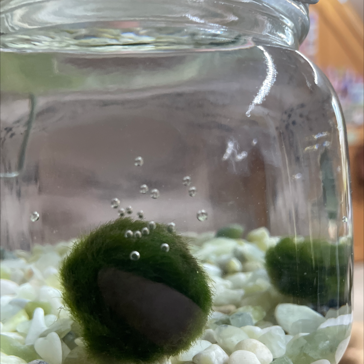 Marimo plant photo by @Ryn07 named BMO on Greg, the plant care app.