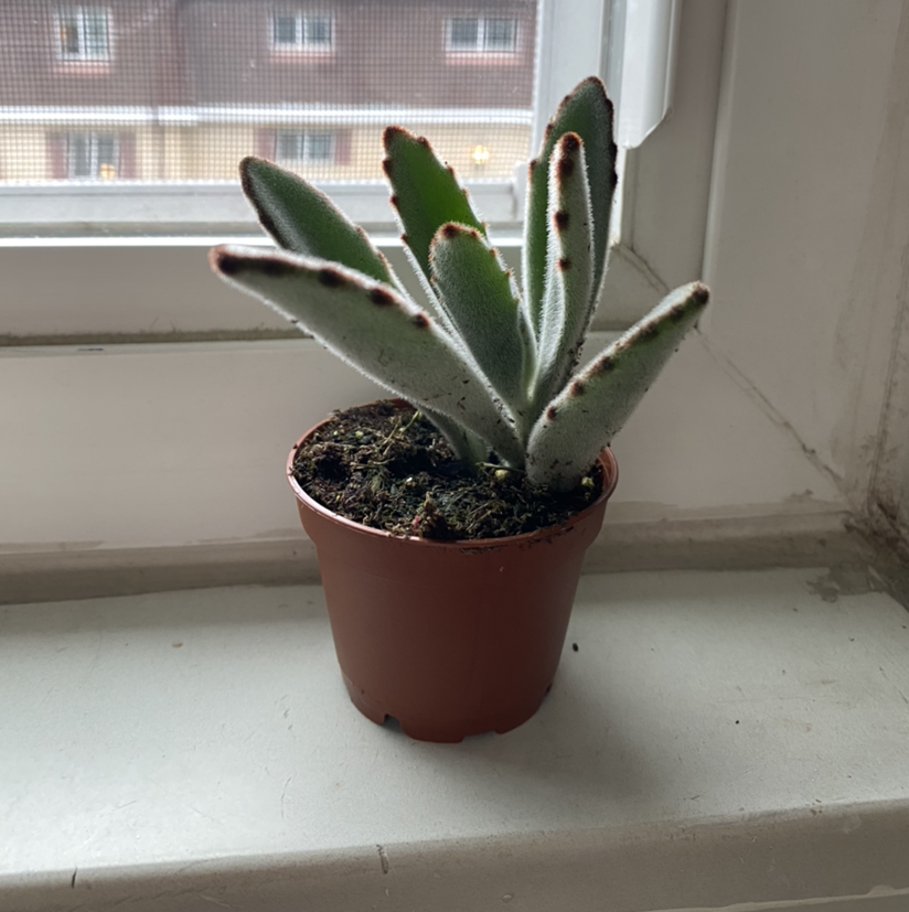 Photo of the plant species Panda Plant by @artichoke named Pussy Ear on Greg, the plant care app