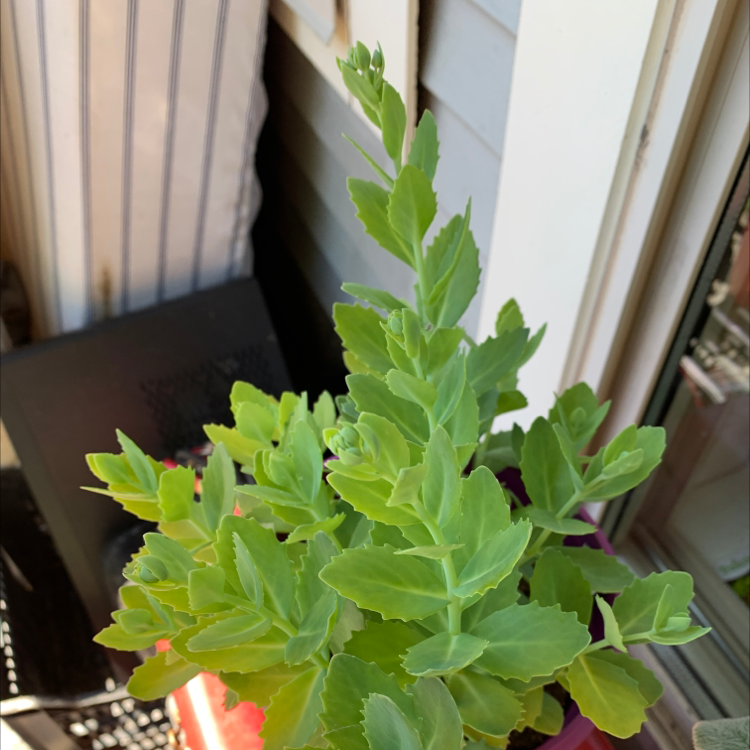 Healthy potted showy stonecrop succulent with bright green pointed leaves growing upright on multiple dense stems.
