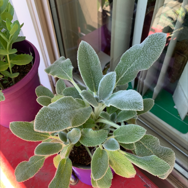 Lamb's Ear plant in a pot near a window with healthy, fuzzy green leaves.