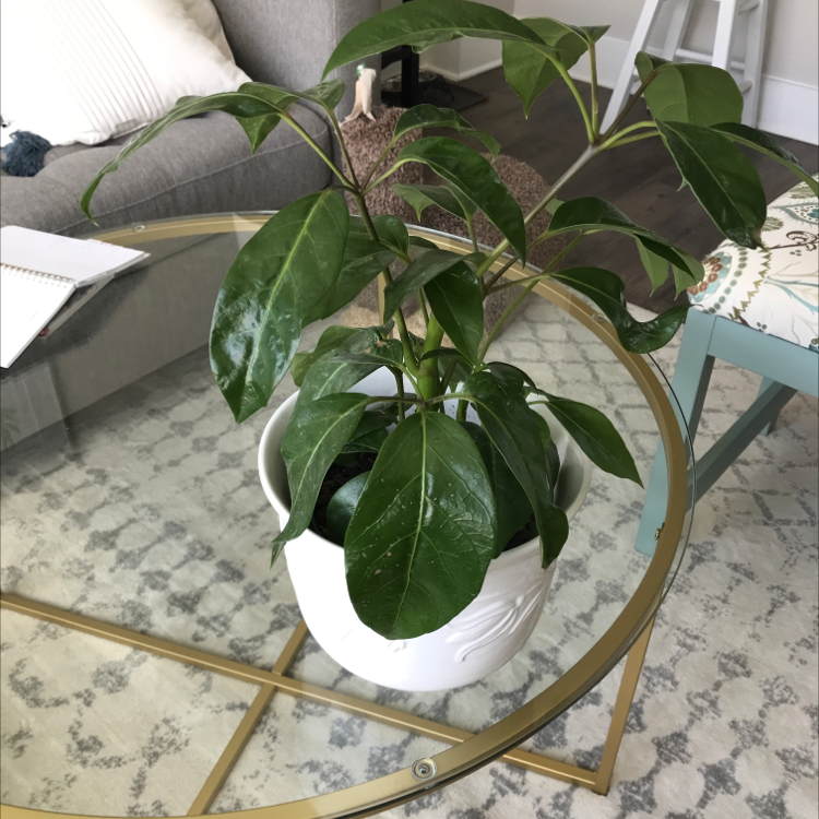 ☔ How Much Humidity Does My Umbrella Tree Need?