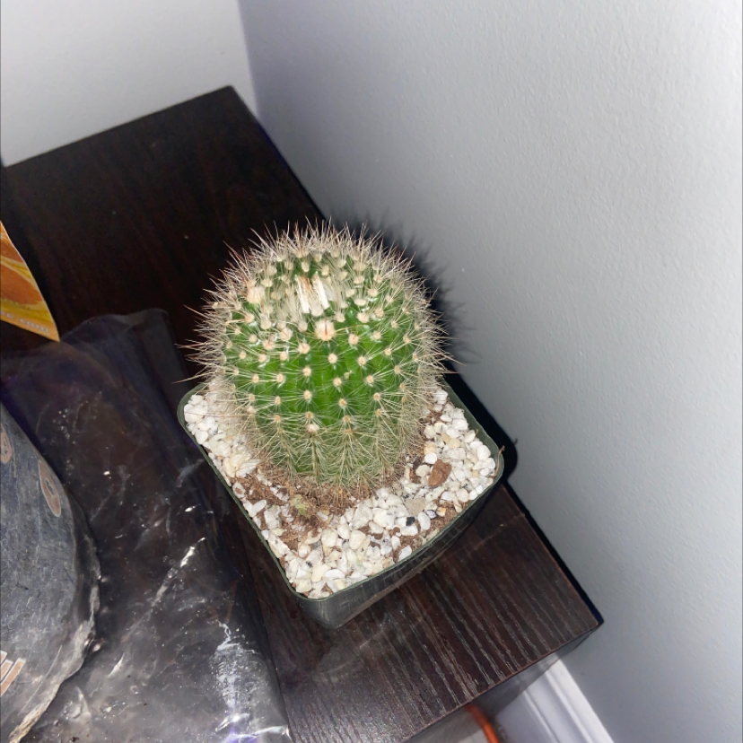 A healthy Twin Spined Cactus in a small pot on a dark surface.