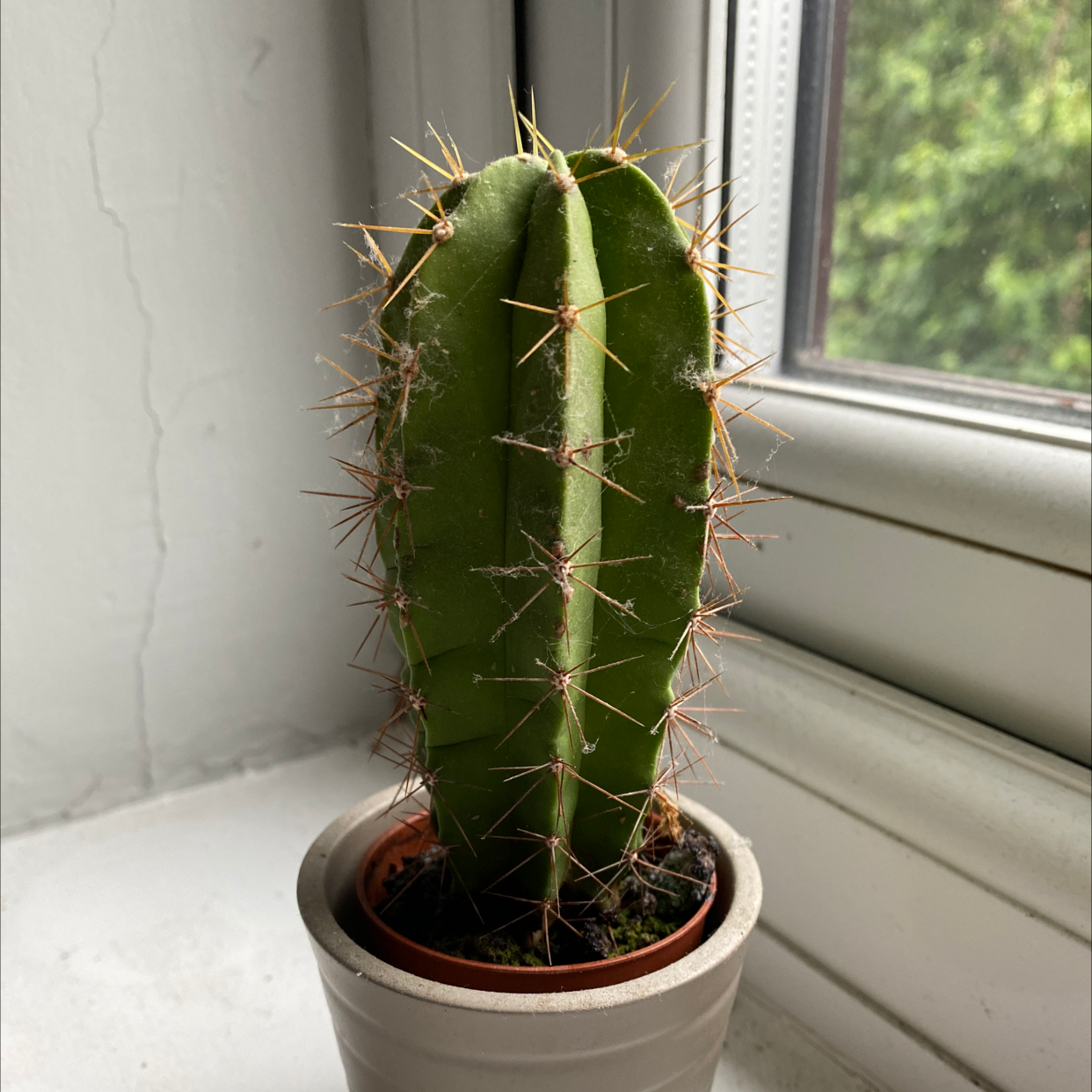 Photo of the plant species Pleated Cereus by @bozzler named Granddads Cactus on Greg, the plant care app
